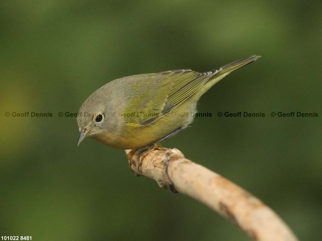 NAWA-BL_Nashville-Warbler