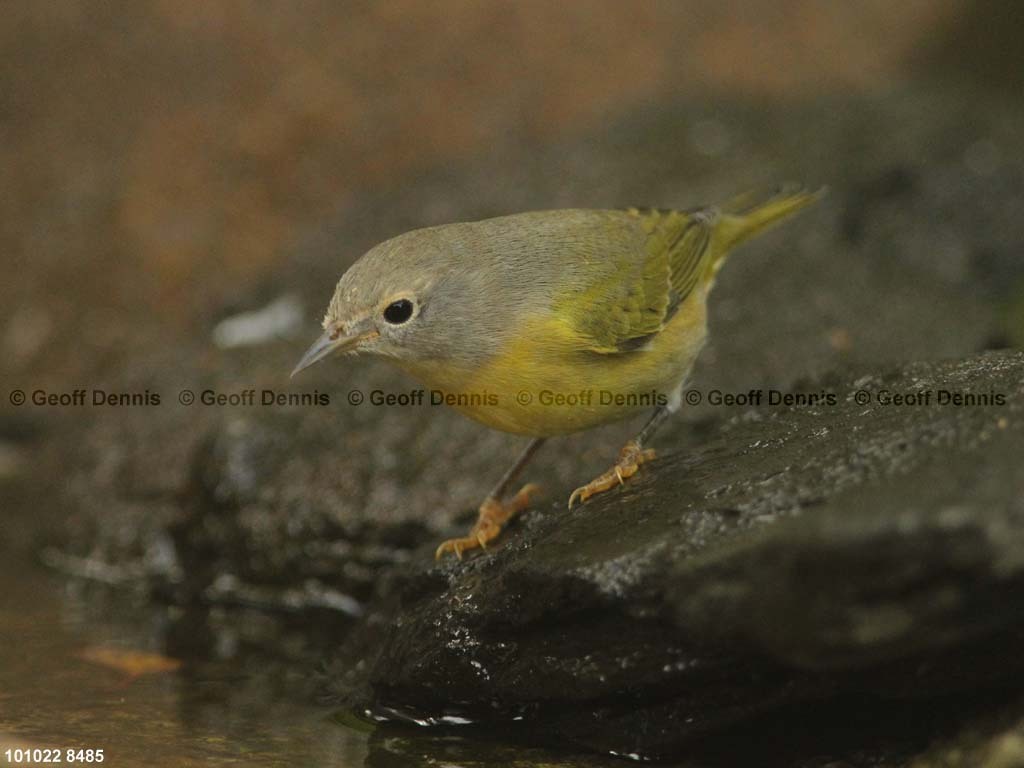NAWA-BM_Nashville-Warbler
