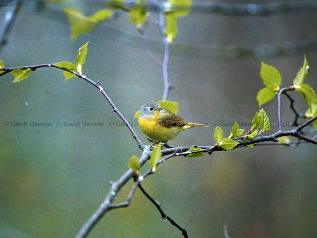 NAWA-BN_Nashville-Warbler