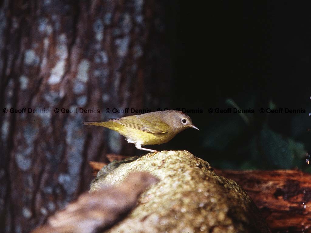 NAWA-BO_Nashville-Warbler