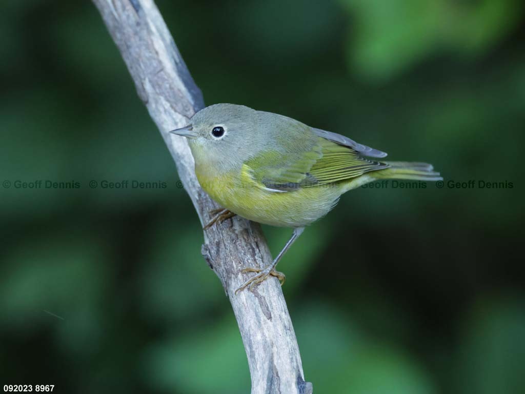 NAWA-BP_Nashville-Warbler