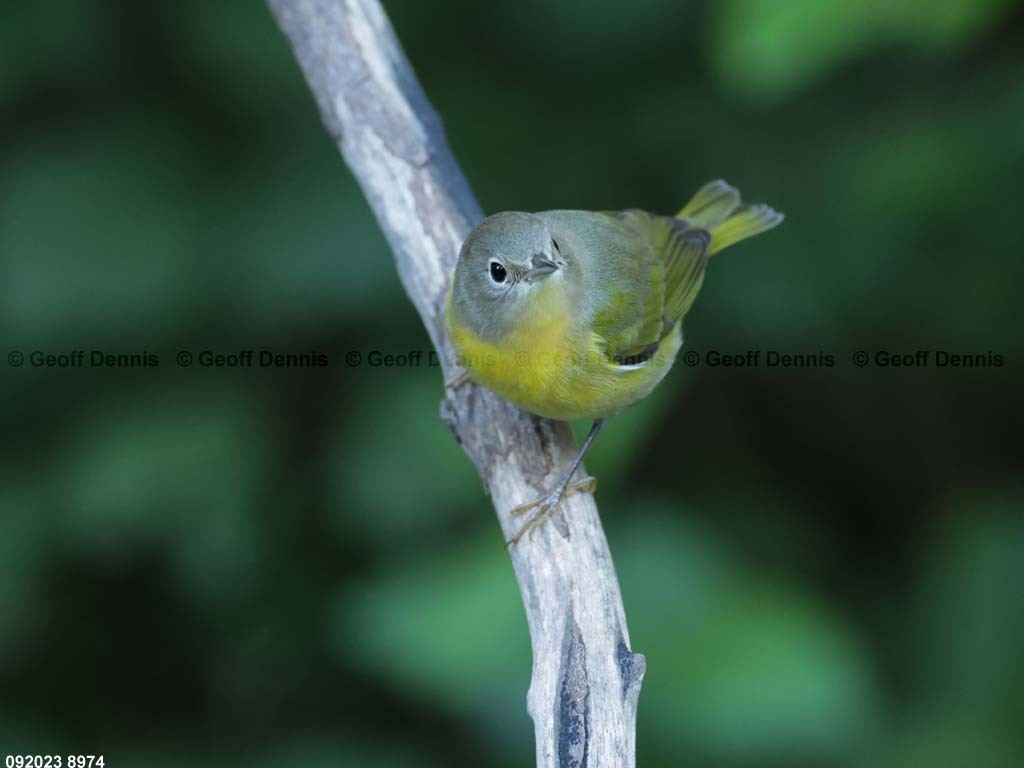 NAWA-BQ_Nashville-Warbler