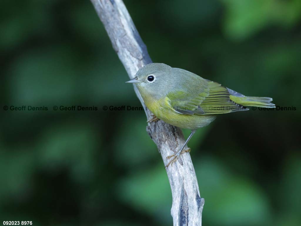 NAWA-BR_Nashville-Warbler