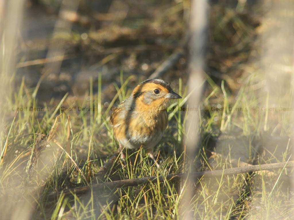 NESP-AA_Nelsons-Sparrow