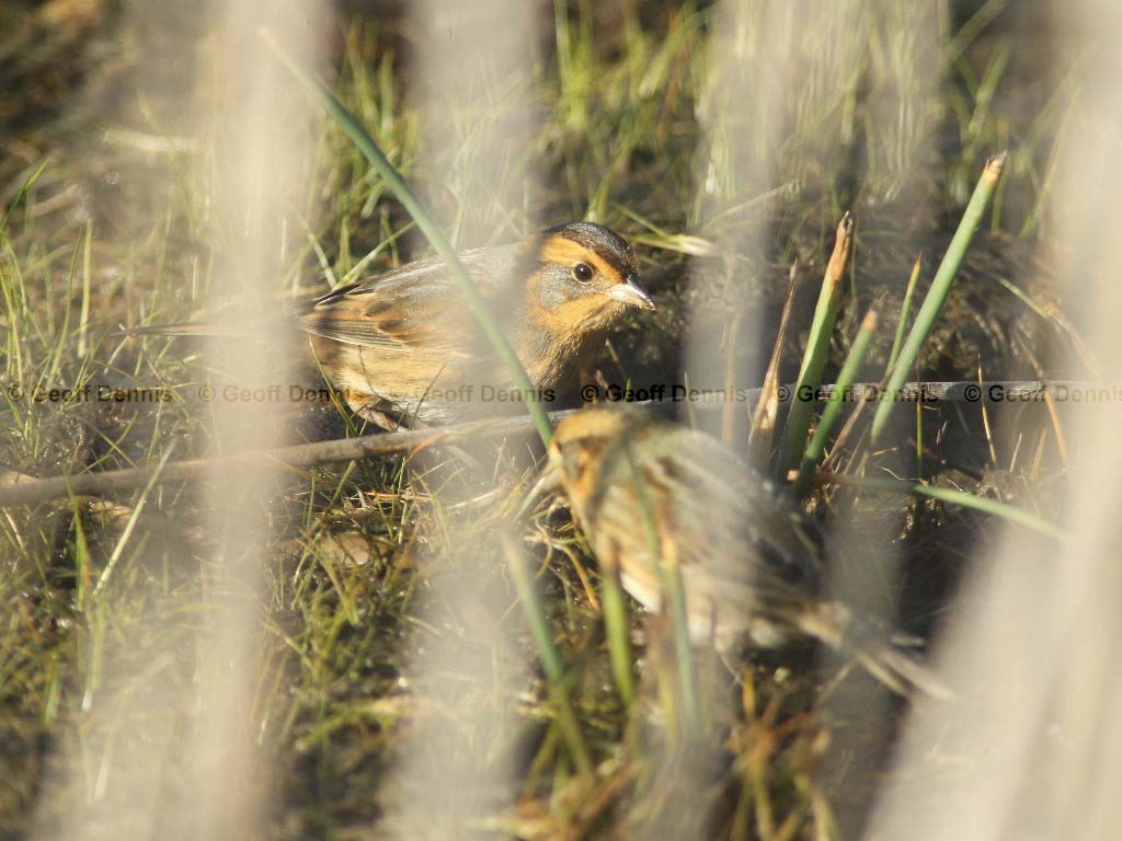 NESP-AB_Nelsons-Sparrow