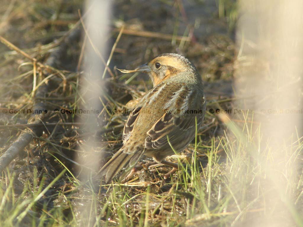 NESP-AC_Nelsons-Sparrow