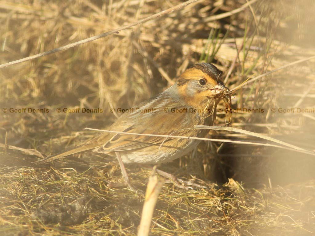 NESP-AD_Nelsons-Sparrow
