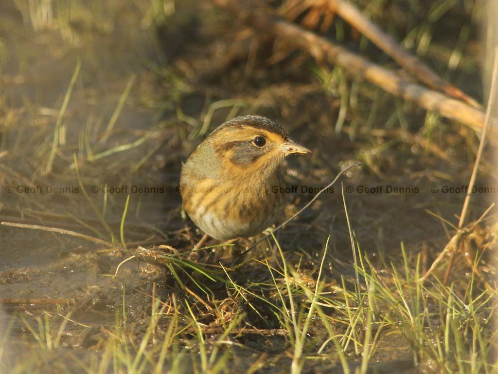 NESP-AE_Nelsons-Sparrow