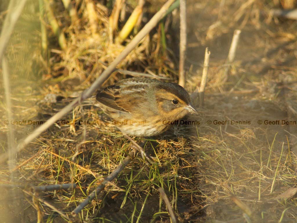 NESP-AF_Nelsons-Sparrow