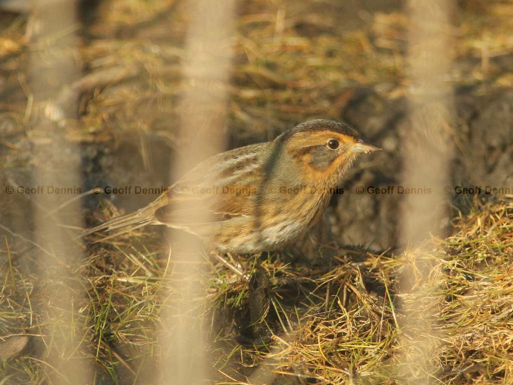 NESP-AG_Nelsons-Sparrow