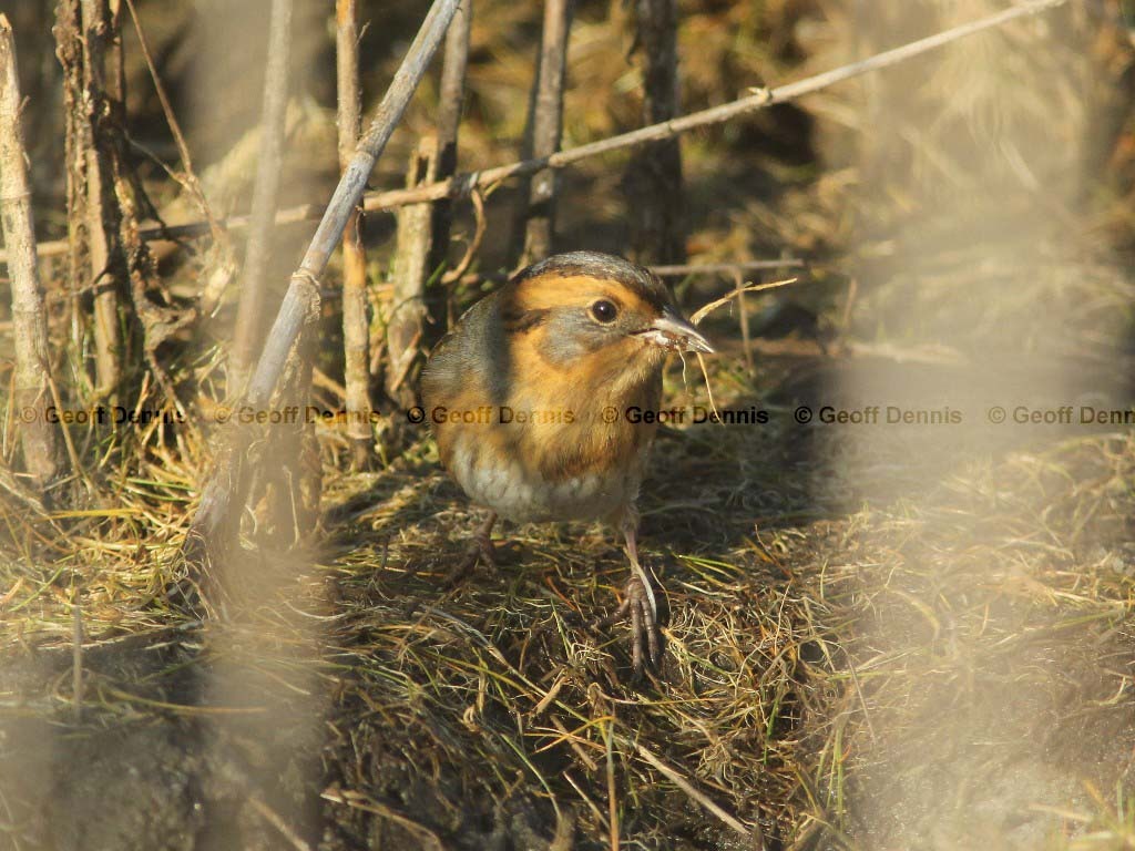 NESP-AH_Nelsons-Sparrow