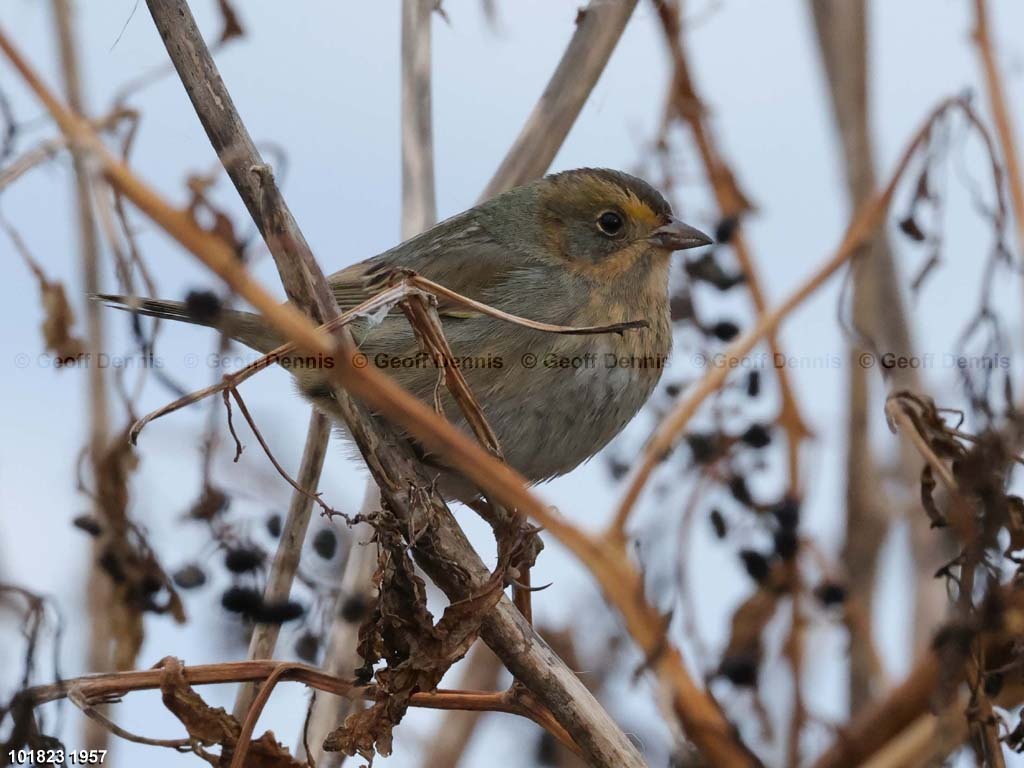 NESP-AI_Nelsons-Sparrow