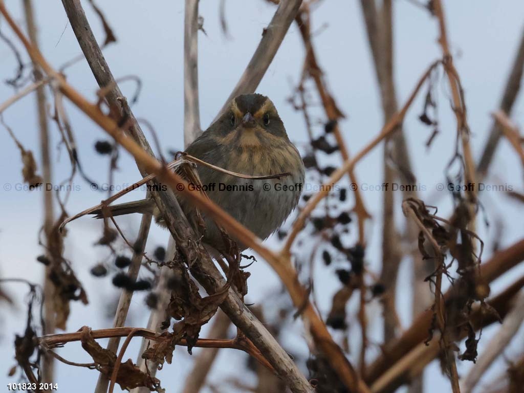 NESP-AJ_Nelsons-Sparrow
