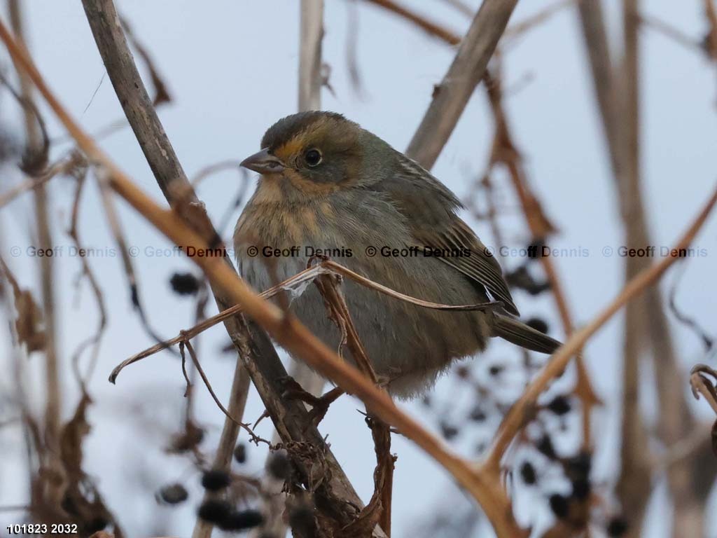 NESP-AK_Nelsons-Sparrow