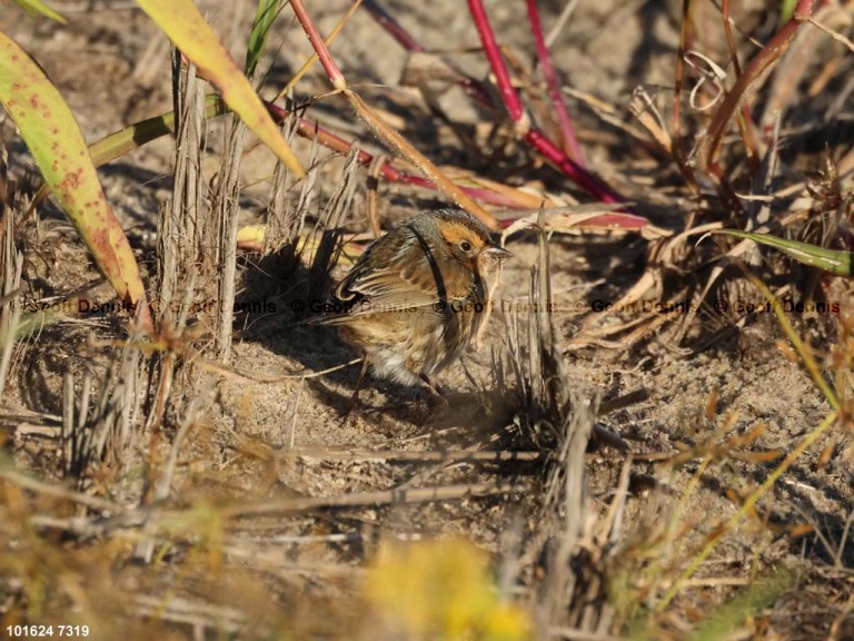 NESP-AL_Nelsons-Sparrow