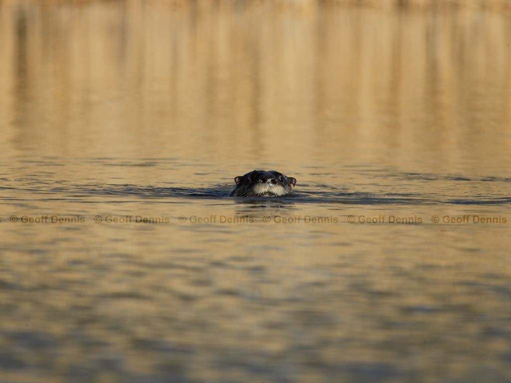 N-American-River-Otter-AA