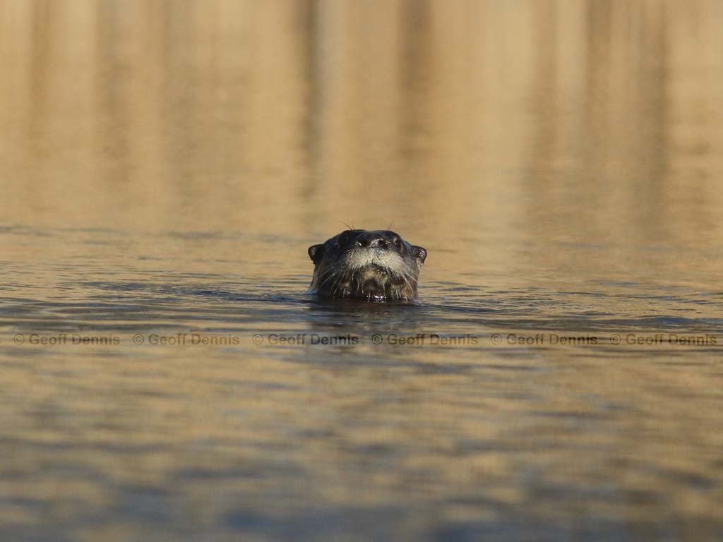 N-American-River-Otter-AB