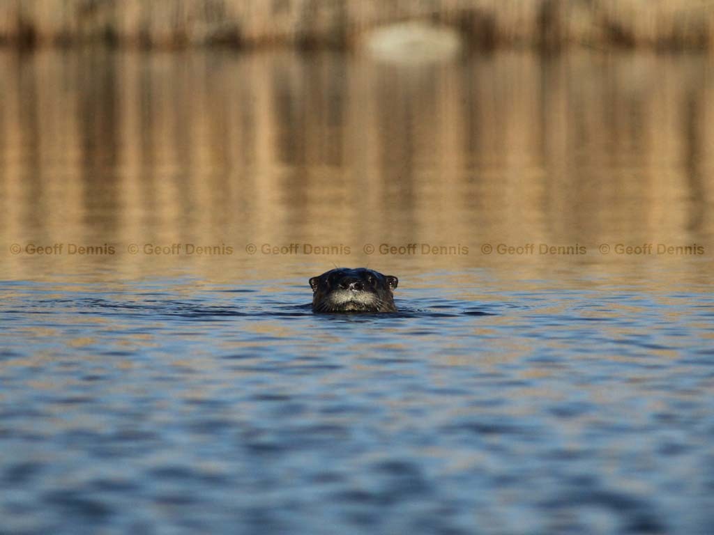 N-American-River-Otter-AC