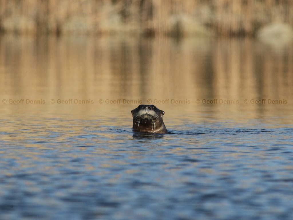 N-American-River-Otter-AD