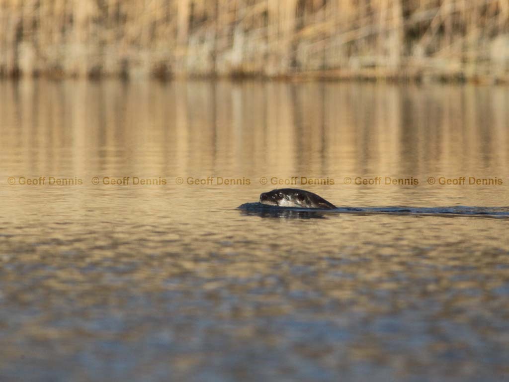 N-American-River-Otter-AE