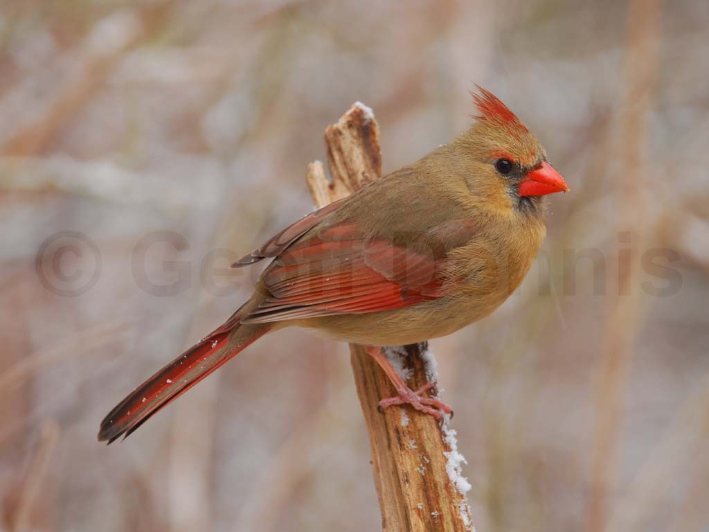 NOCA-AA_Northern-Cardinal