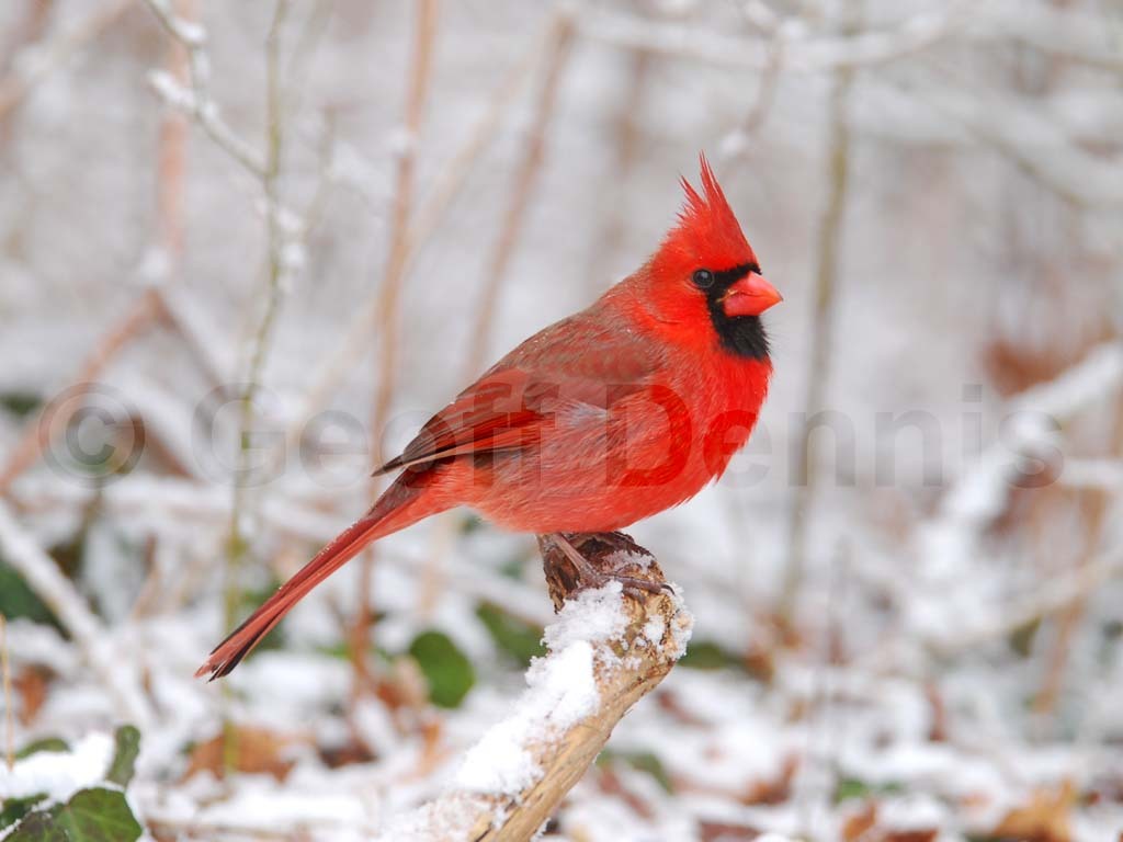 NOCA-AB_Northern-Cardinal