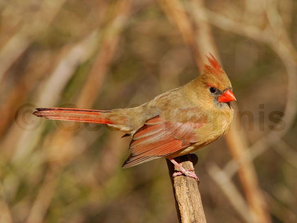 NOCA-AC_Northern-Cardinal