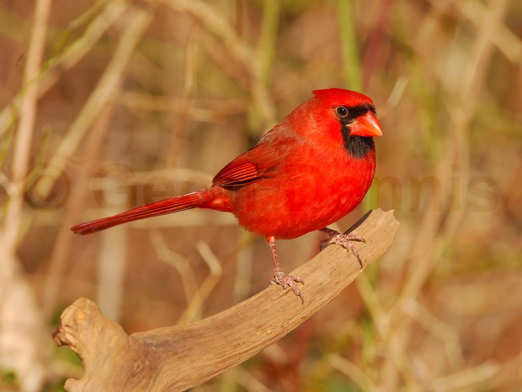 NOCA-AD_Northern-Cardinal