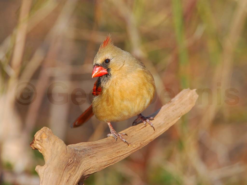 NOCA-AE_Northern-Cardinal