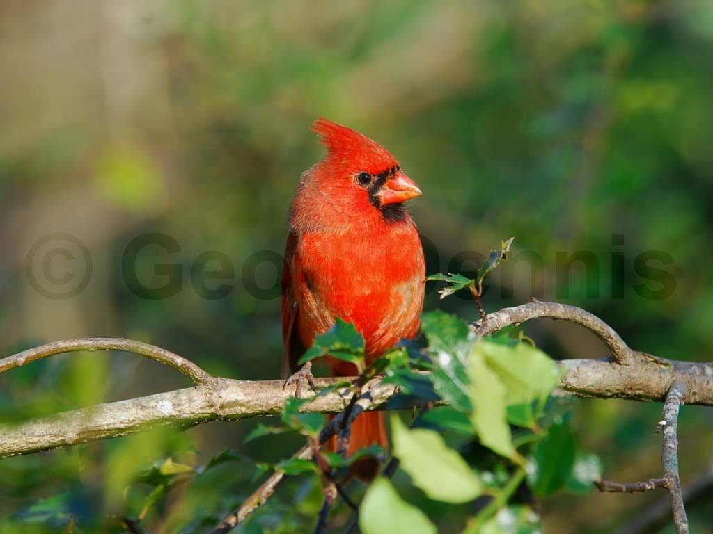 NOCA-AF_Northern-Cardinal