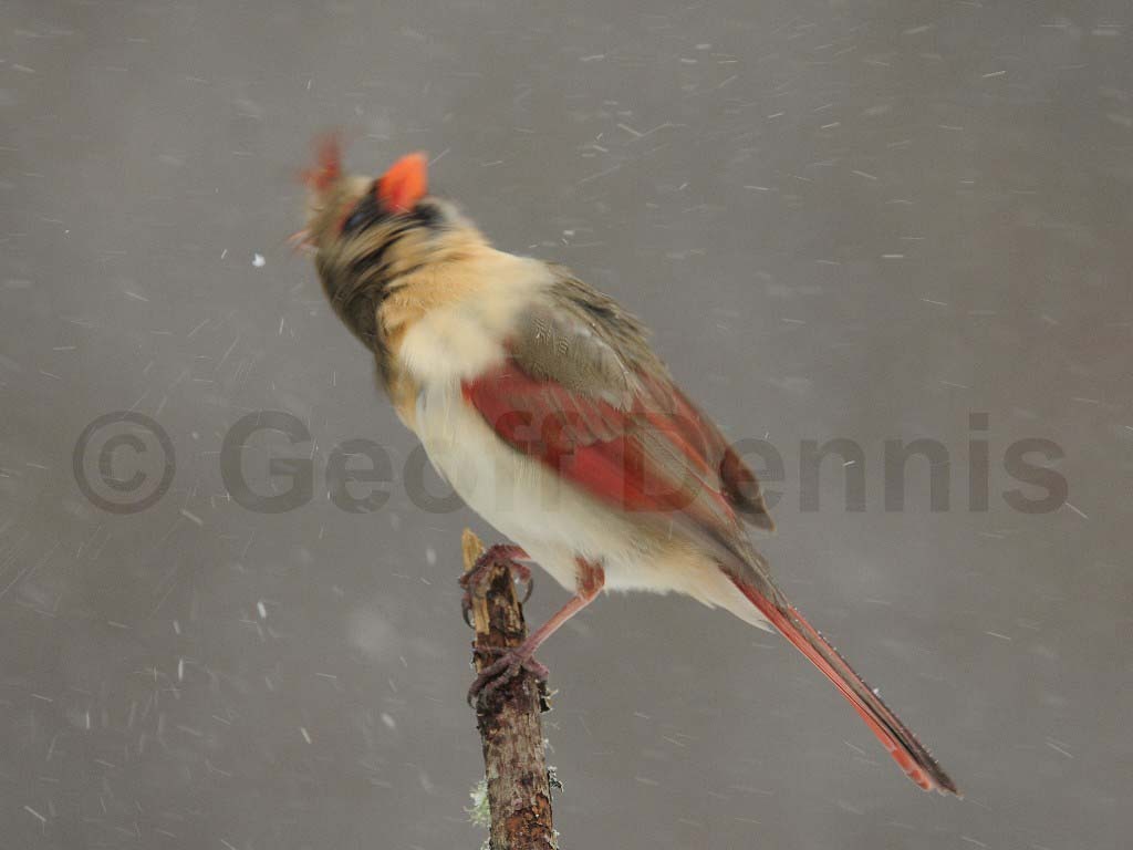 NOCA-AG_Northern-Cardinal