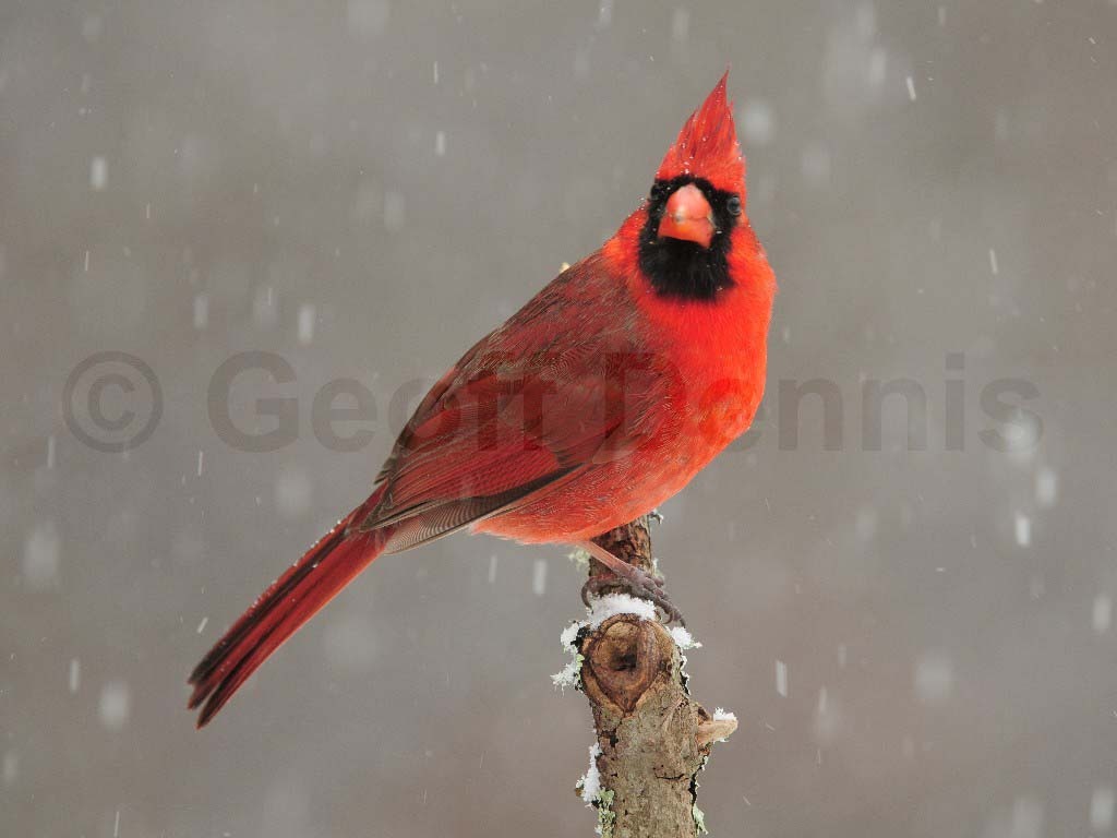 NOCA-AH_Northern-Cardinal