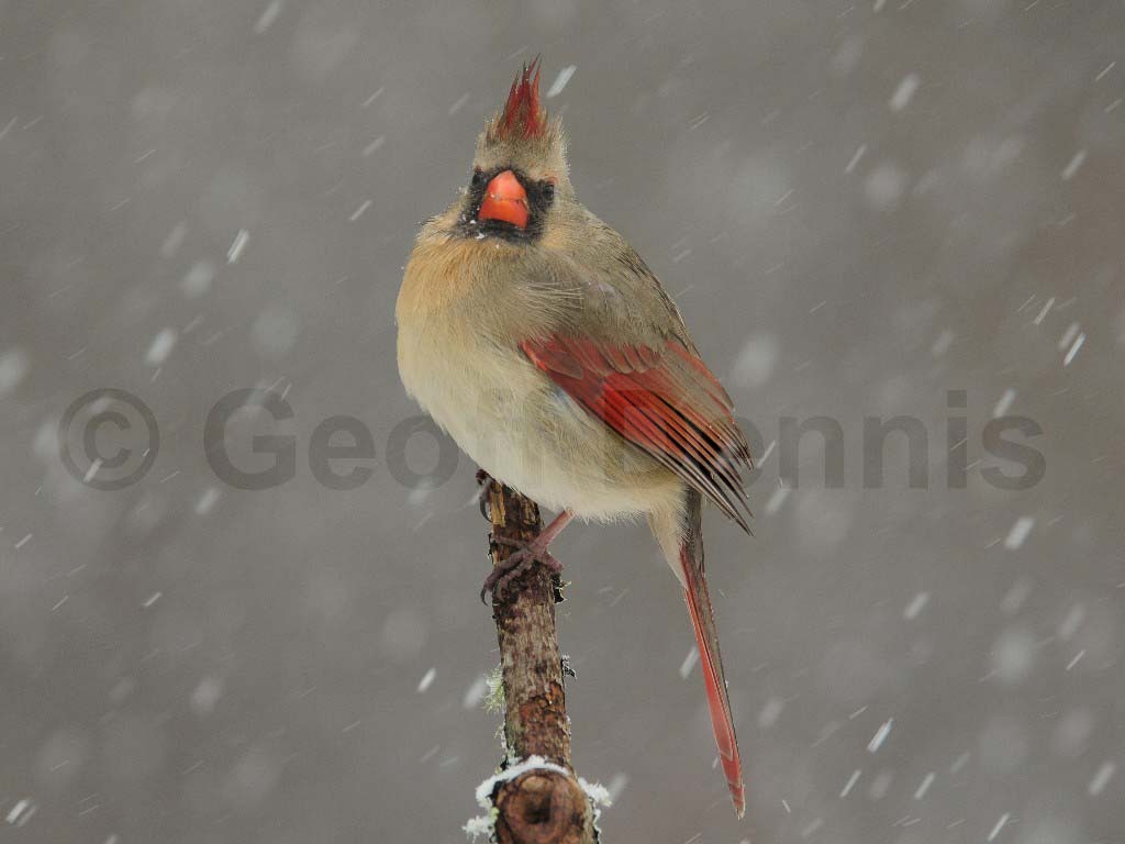 NOCA-AI_Northern-Cardinal