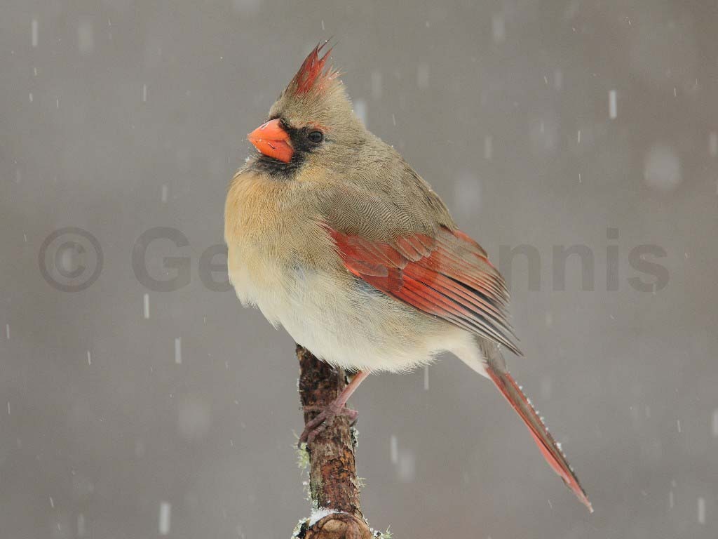 NOCA-AJ_Northern-Cardinal