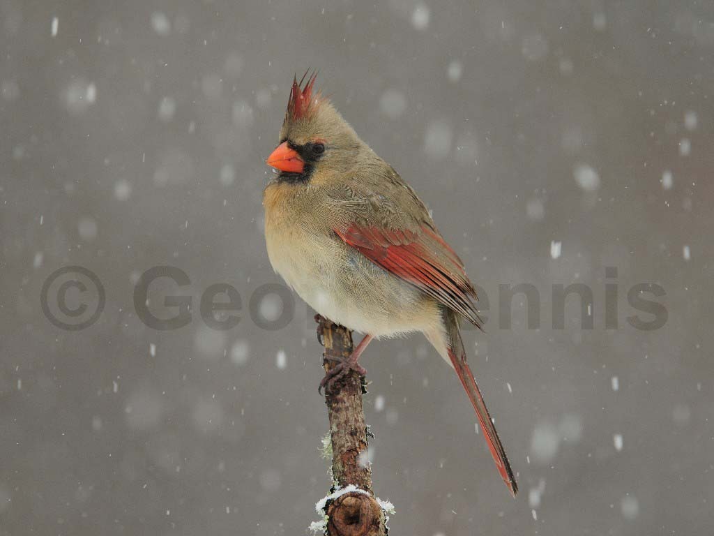 NOCA-AK_Northern-Cardinal