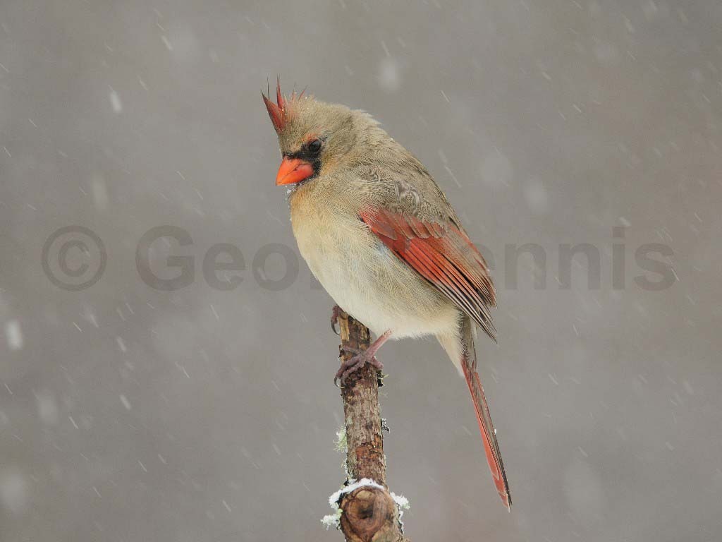 NOCA-AL_Northern-Cardinal