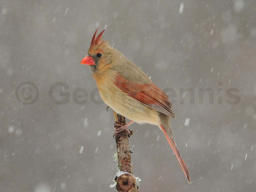 NOCA-AM_Northern-Cardinal