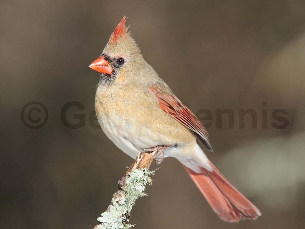 NOCA-AN_Northern-Cardinal