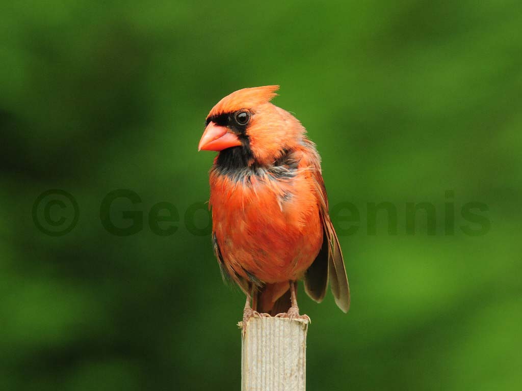 NOCA-AO_Northern-Cardinal