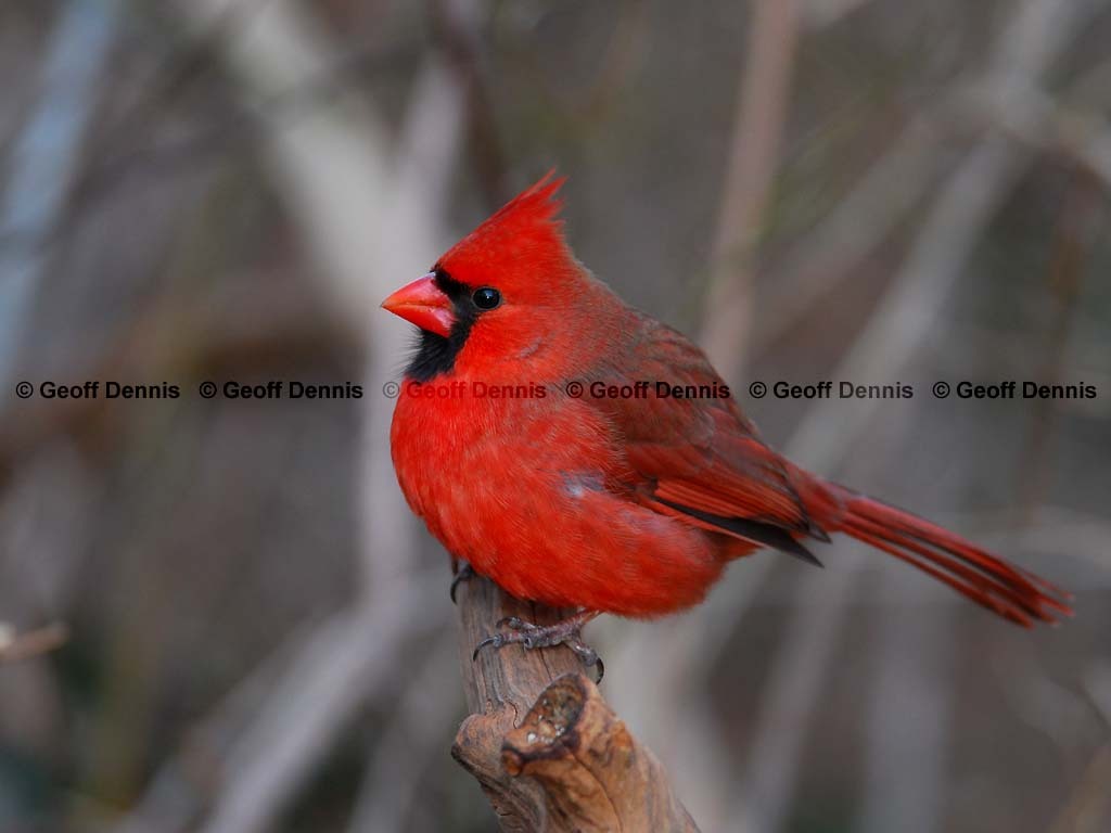 NOCA-AP_Northern-Cardinal