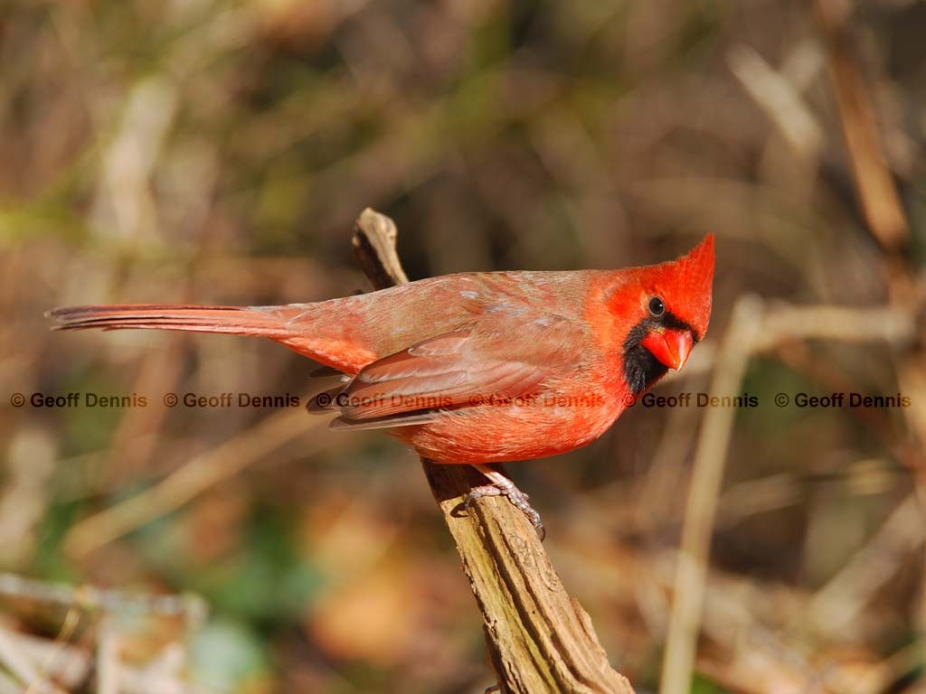 NOCA-AQ_Northern-Cardinal