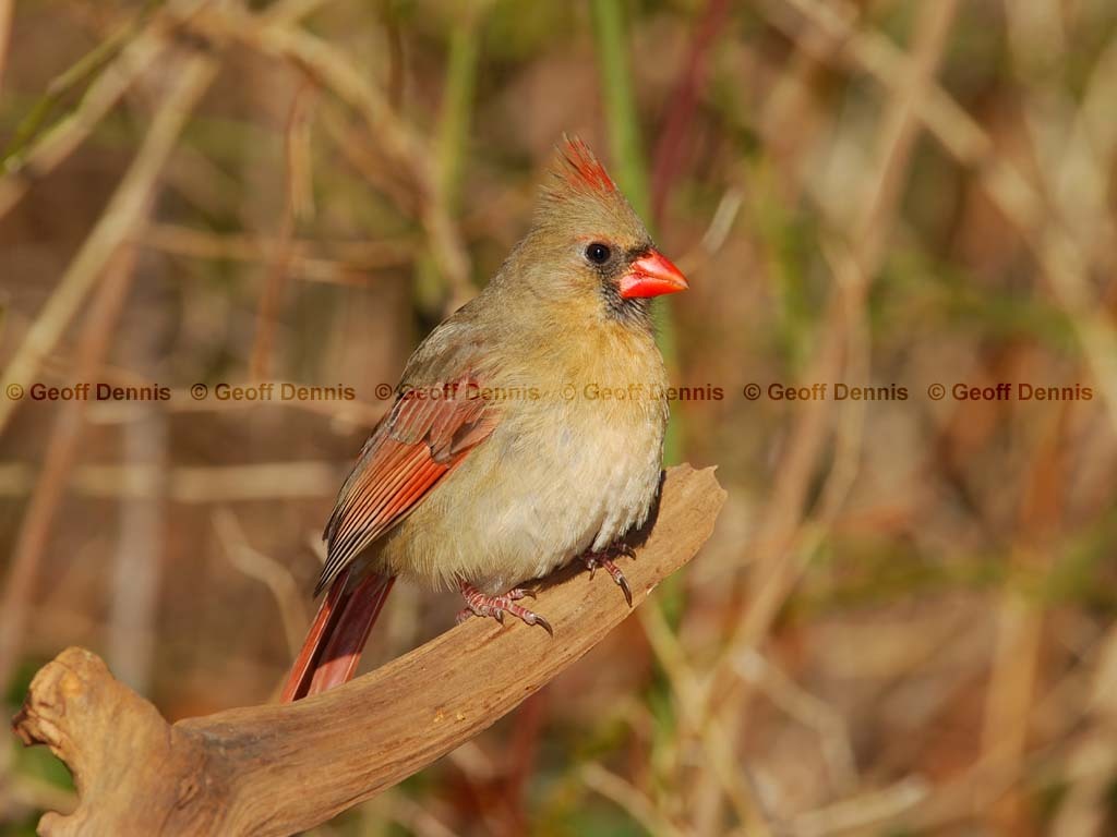 NOCA-AR_Northern-Cardinal