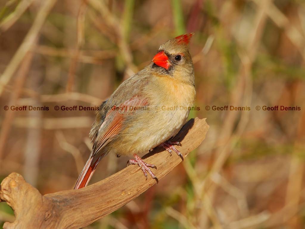 NOCA-AS_Northern-Cardinal