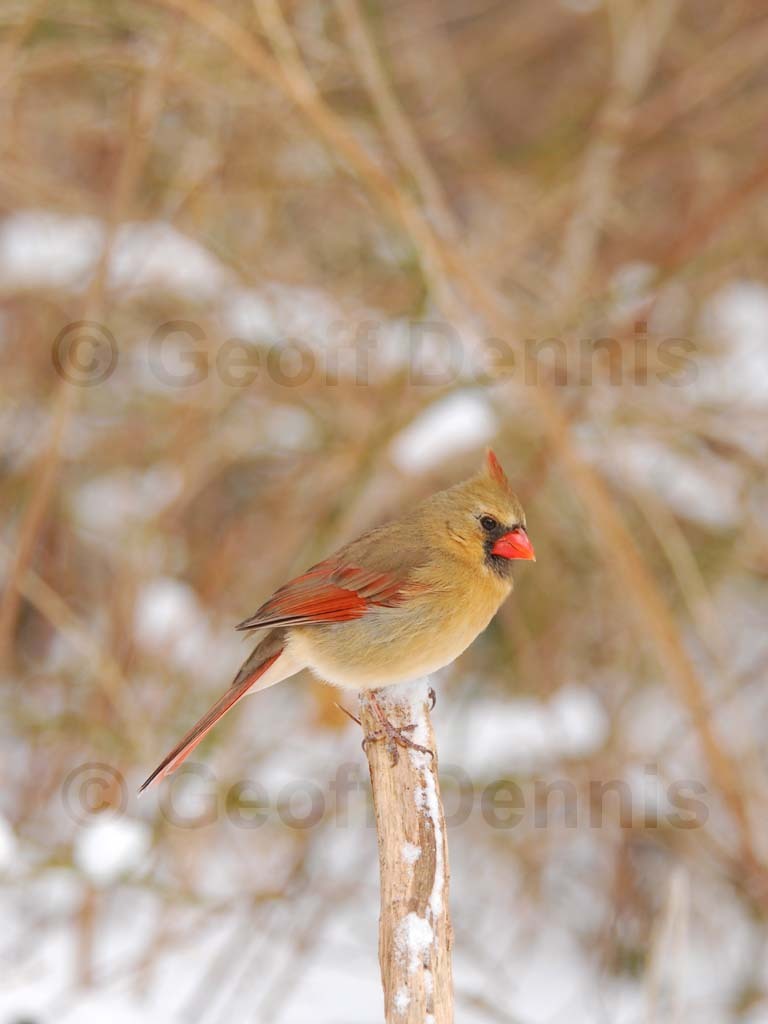NOCA-AT_Northern-Cardinal