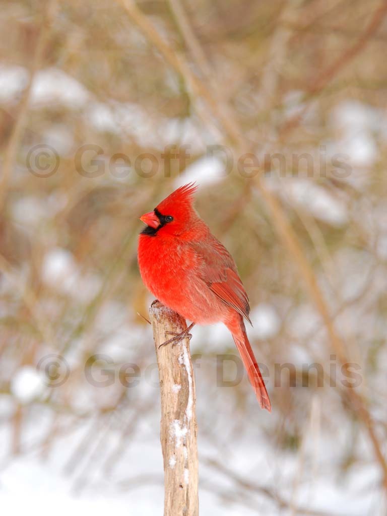 NOCA-AU_Northern-Cardinal