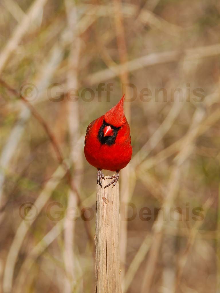 NOCA-AV_Northern-Cardinal