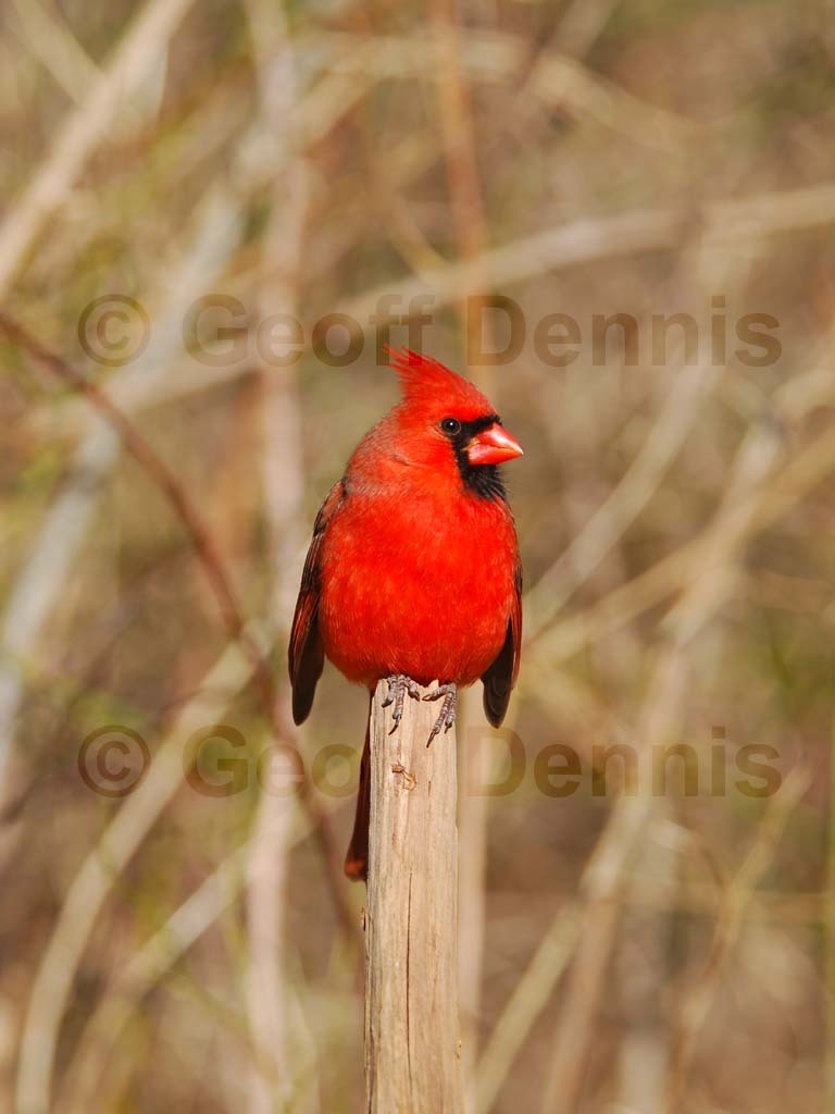 NOCA-AW_Northern-Cardinal