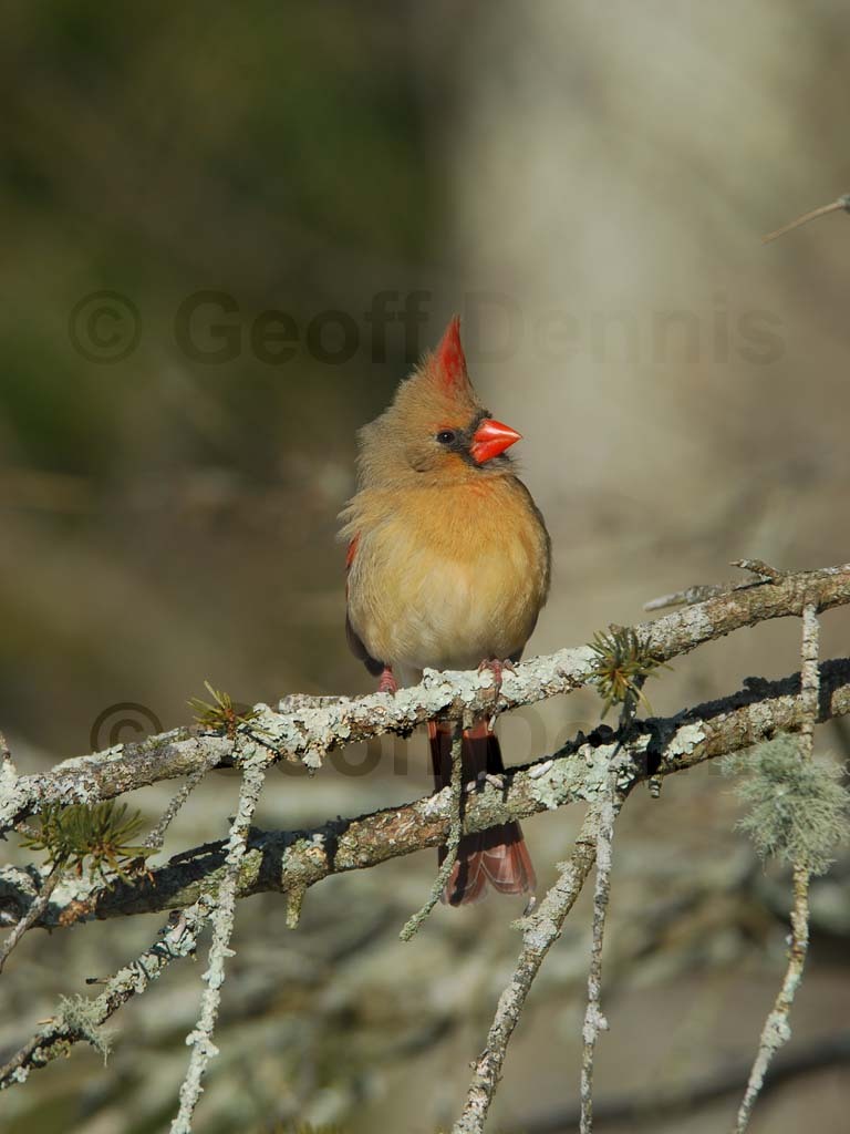 NOCA-AX_Northern-Cardinal