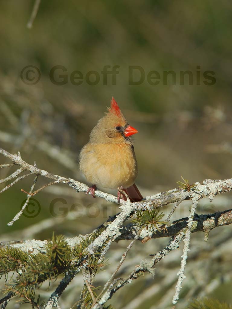 NOCA-AY_Northern-Cardinal