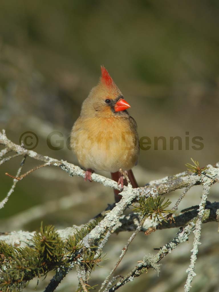 NOCA-AZ_Northern-Cardinal